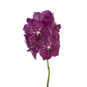 Vanda Ruby Love