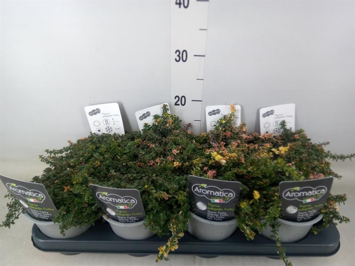 <h4>Tuinkruiden ...</h4>