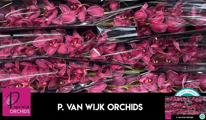 <h4>CYMB T KLB H%</h4>