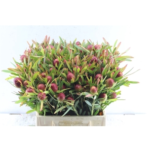 Leucad Ayoba Cher Pearl Spray