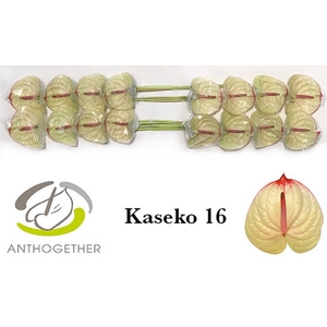 Anth A Kaseko 11 cm X16 Bouman