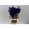 Dried Lagurus Purple