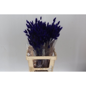Dried Lagurus Purple