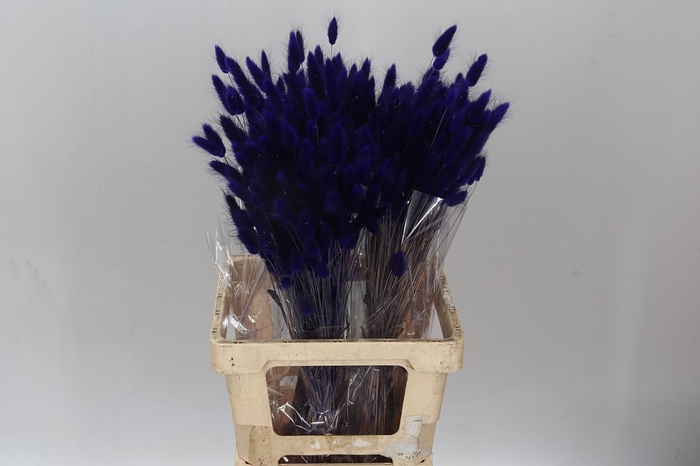 <h4>Dried Lagurus Purple</h4>