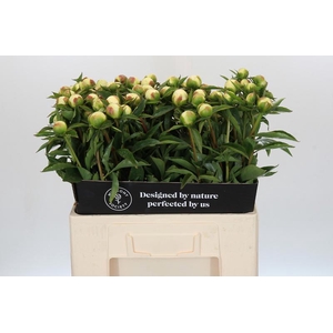 Paeonia Duchesse De Nemours