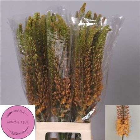 Eremurus Ruiter
