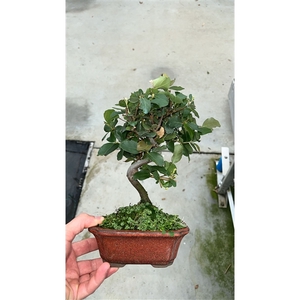 Quercus suber, 16cm.