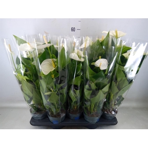 Anthurium  'Karma White'