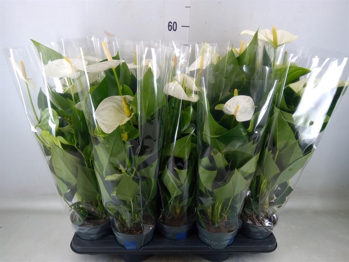 <h4>Anthurium 'Karma White'</h4>