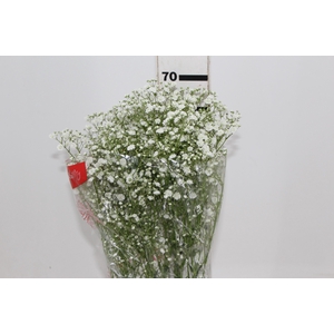 GYPSOPHILA DYNAMIC LOVE 070 CM MIN 250 GRAMAS