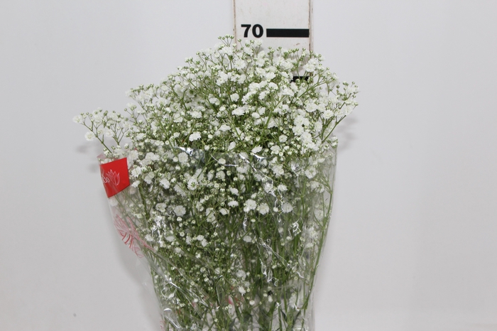<h4>GYPSOPHILA PANICULATA PEARLS BLOSSOM 070 CM MIN 250 GRAMAS</h4>