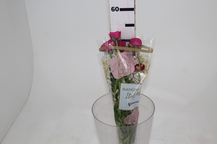 <h4>RANUN. ELEGANCE PINK PINK</h4>