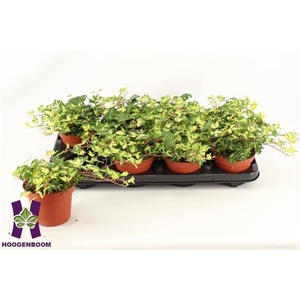 Hedera Golden Jytte 12Ø 25cm