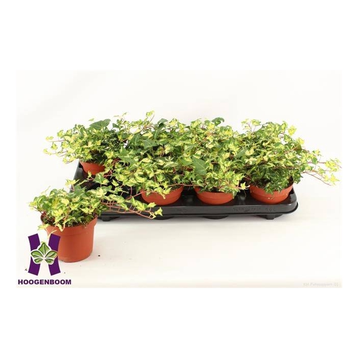 <h4>Hedera Golden Jytte 12Ø 25cm</h4>