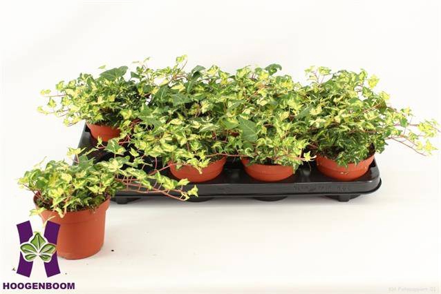 Hedera Golden Jytte 12Ø 25cm