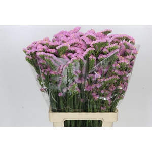 Limonium sinuatum Barbie Wings