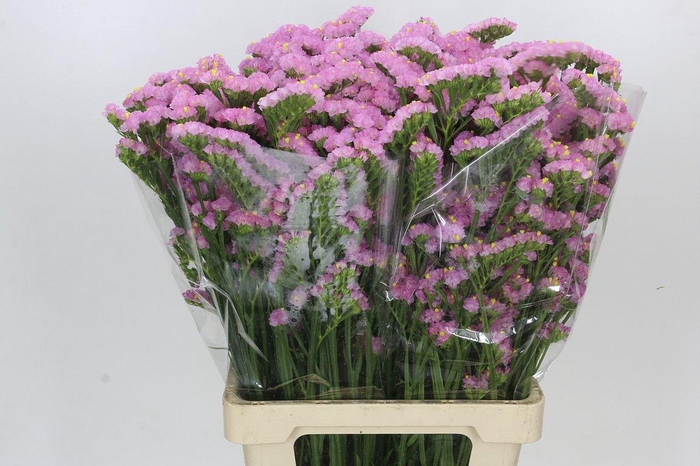 <h4>Limonium sinuatum Barbie Wings</h4>