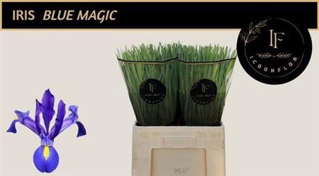 <h4>Iris Blue Magic</h4>