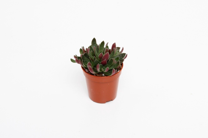 <h4>Crassula Schmithii</h4>