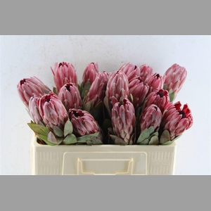 Protea Sharonet