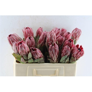 Protea Sharonet