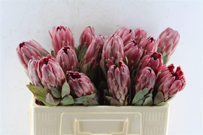 <h4>Protea Sharonet</h4>
