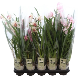 Cymbidium Gemengd 1 Tak