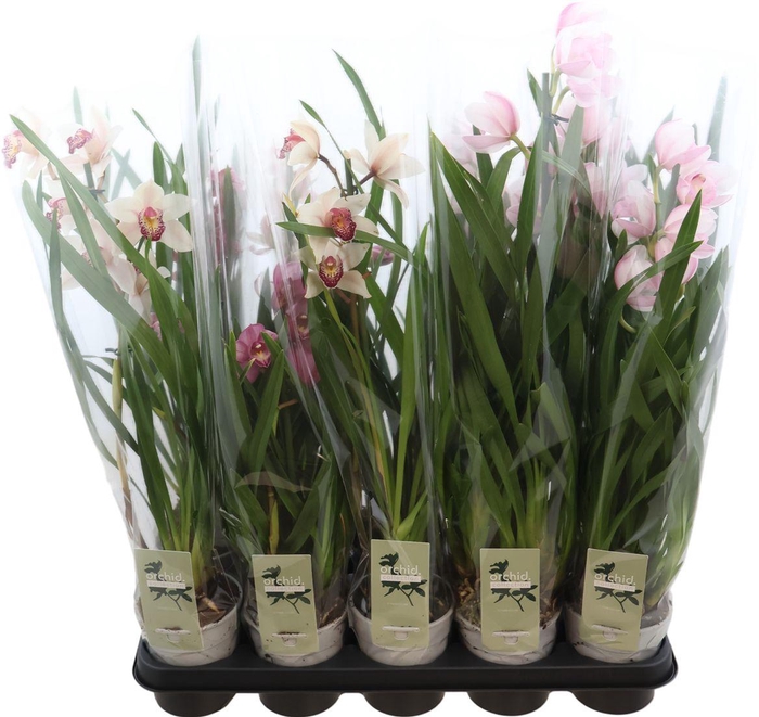 Cymbidium Gemengd 1 Tak