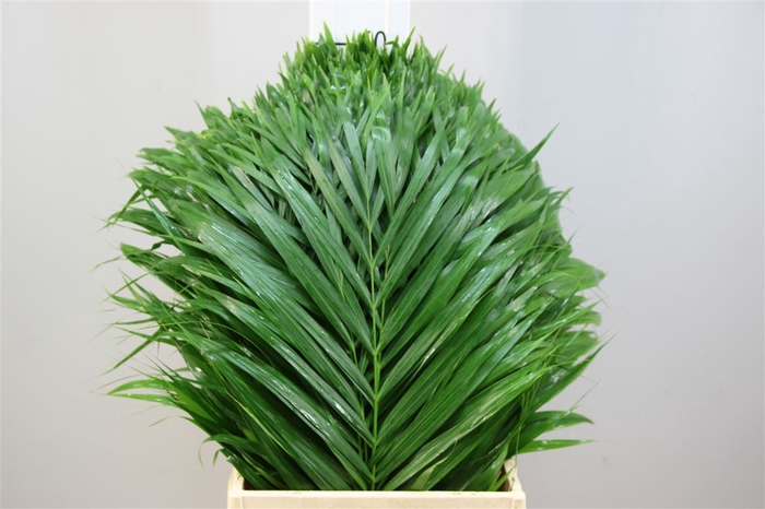 <h4>Kentia Palm 60</h4>