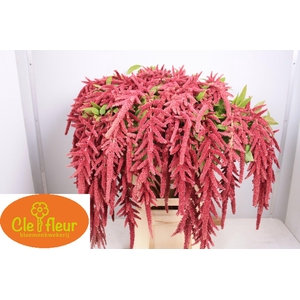 AMAR CA LOV LI BLEED