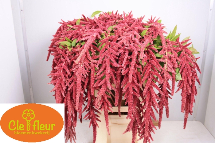 <h4>AMAR CA LOV LI BLEED</h4>