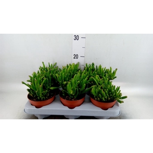 Crassula ovata 'Gollum'