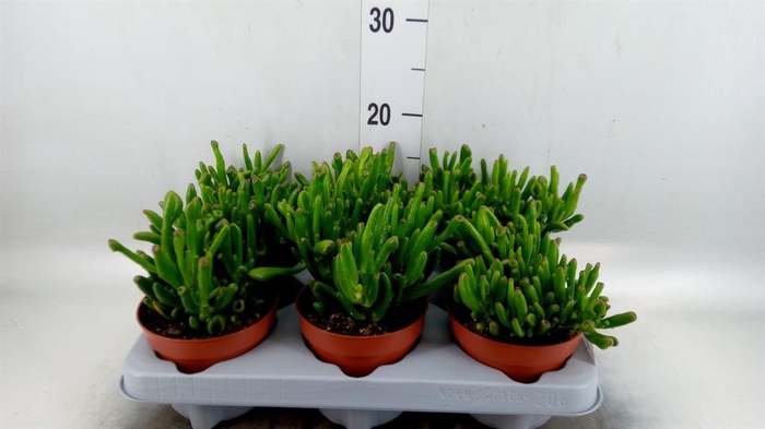 <h4>Crassula ovata 'Gollum'</h4>