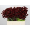 Kangaroo Paw Bush Ruby