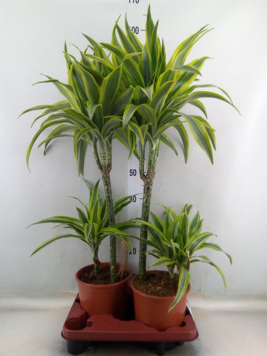 <h4>Dracaena fr de 'LemonLime'</h4>