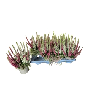 CALLU BS BEAUTYB  GP
