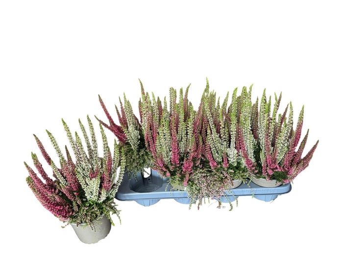 <h4>CALLU BS BEAUTYB GP</h4>