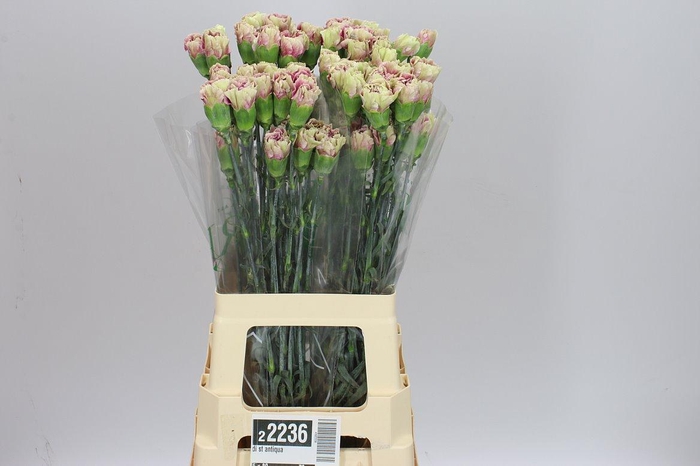 <h4>Di St Antiqua</h4>