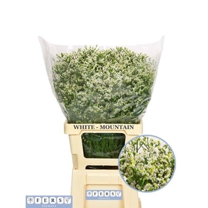 Limonium Mountain Diamond Fers Flowers