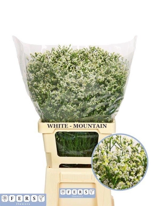 <h4>Limonium Mountain Diamond Fers Flowers</h4>