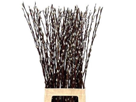 <h4>T Salix Wilgenkatjes 80cm</h4>