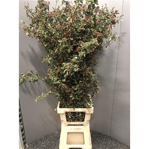 Cotoneaster Cm 120 X Kg