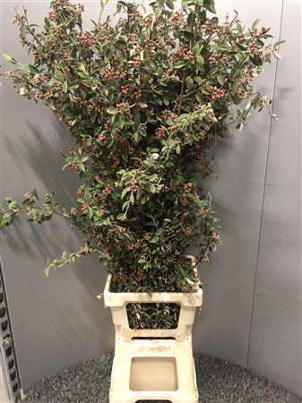 <h4>Cotoneaster Cm 120 X Kg</h4>
