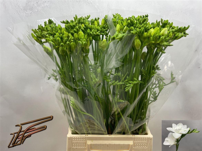 <h4>Fr Du Maestro</h4>