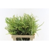 Grevilea Ivanhoe Groen