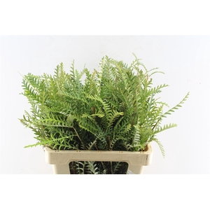 Grevilea Ivanhoe Groen