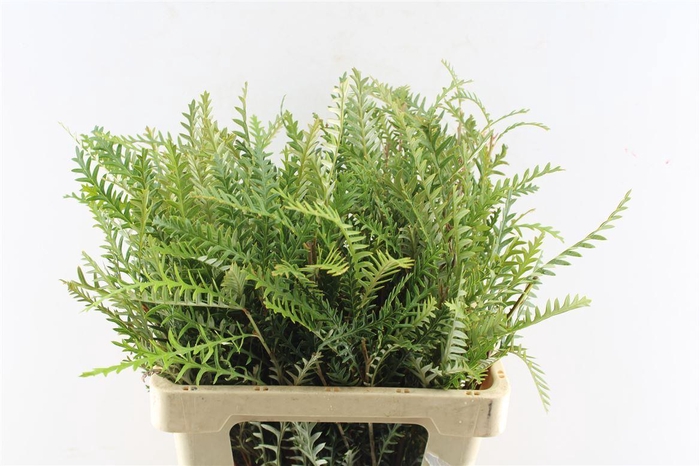 <h4>Grevilea Ivanhoe Groen</h4>