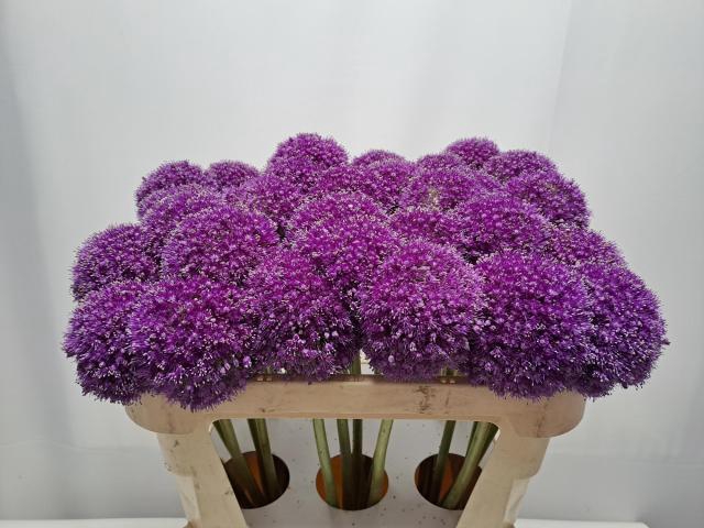 ALLIUM GIGANTEUM