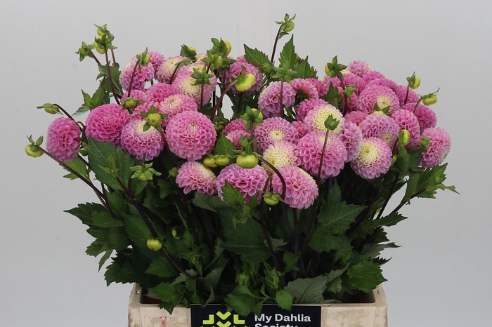 <h4>Dahlia Maaike</h4>