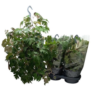Cissus rhombifolia Ellen Danica 19Ø 45cm